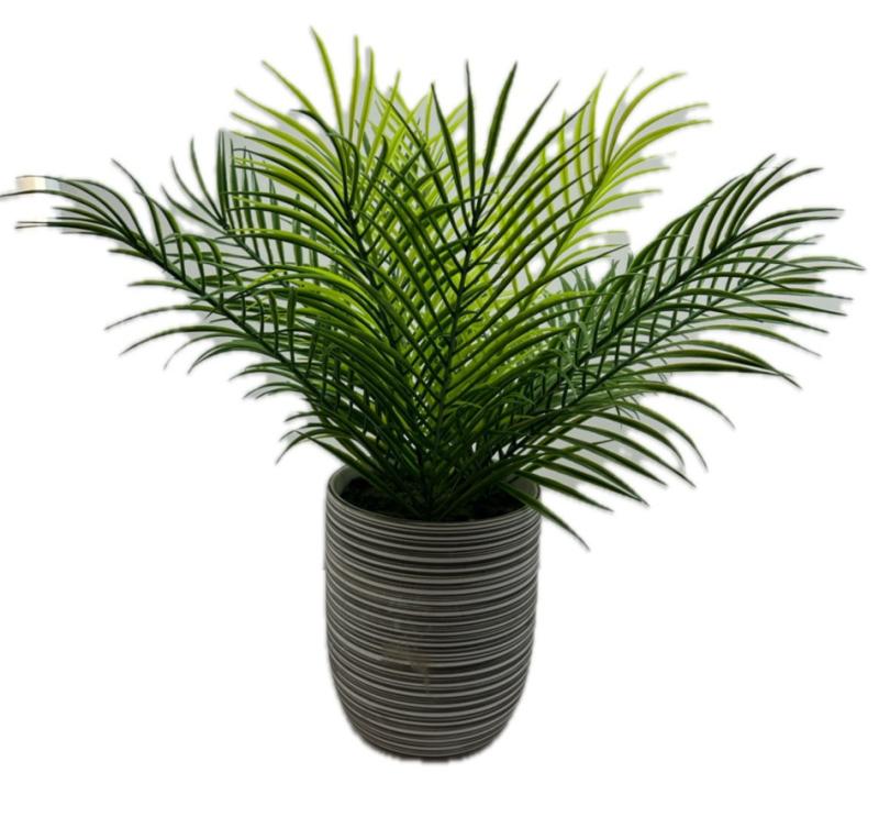 Fern Plant In Vase