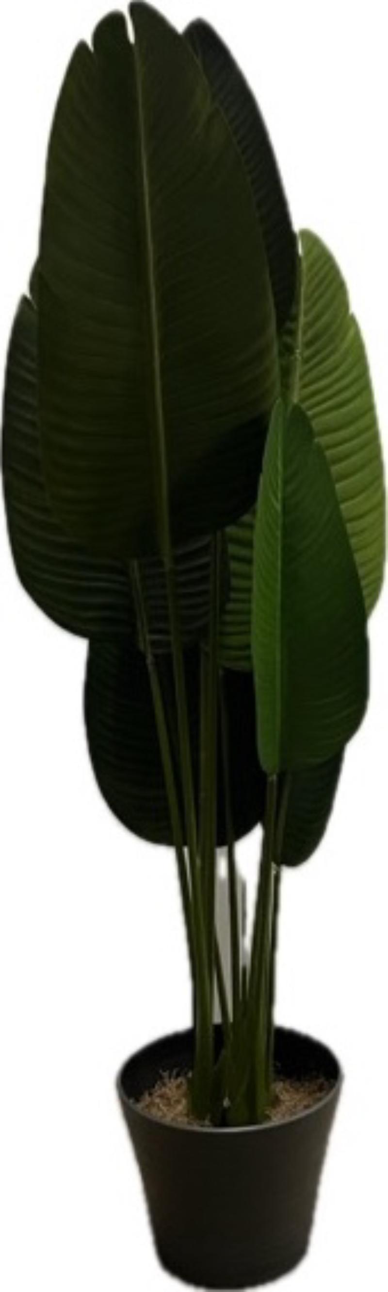 Large Leaf Plant