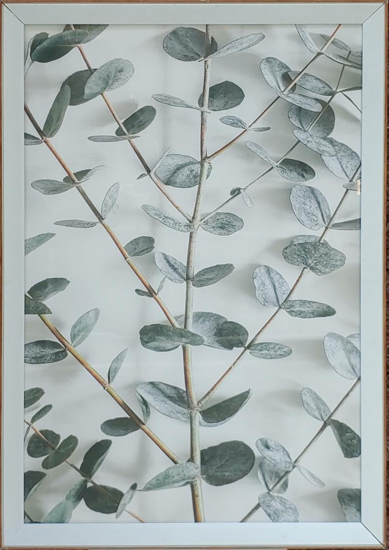 Eucalyptus Framed Art