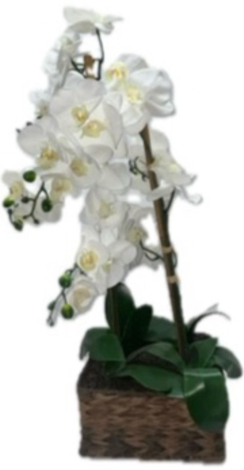 Large Orchid Arrangement