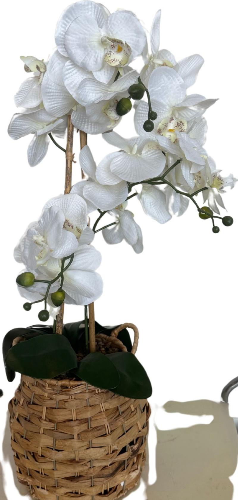 Orchid In Basket