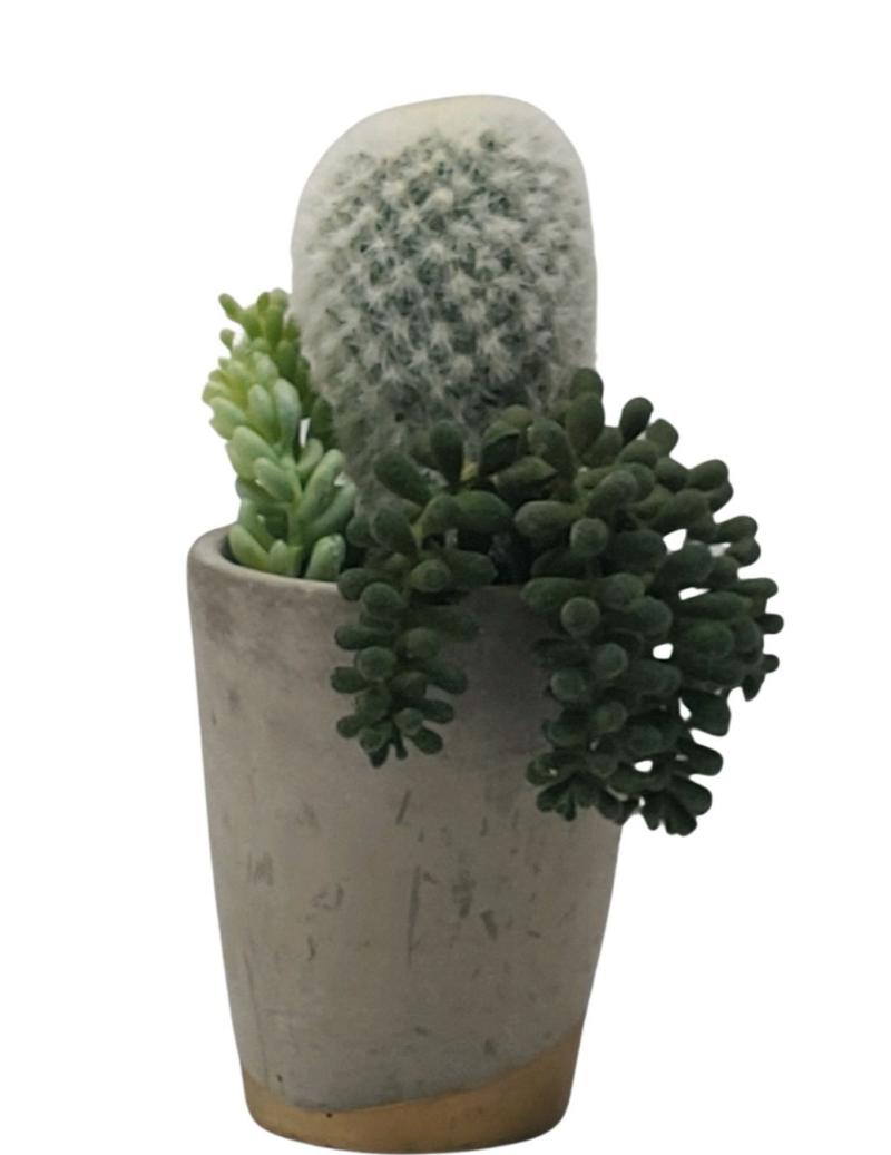 Potted Cactus