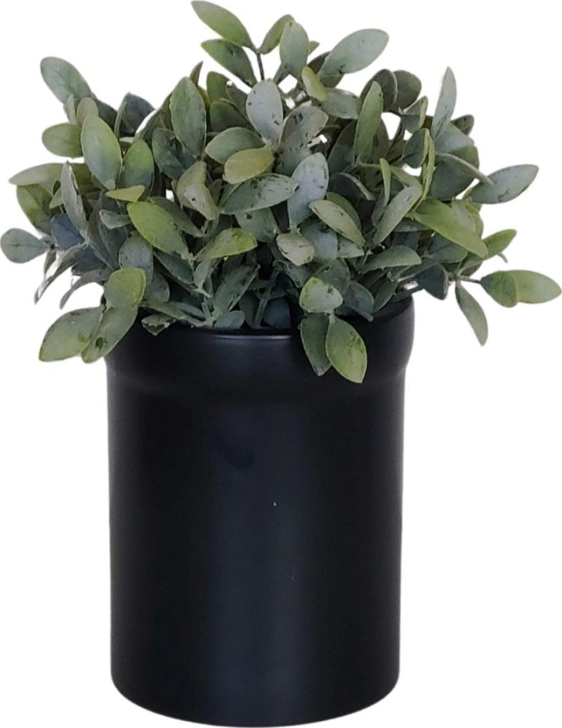 Table Plant