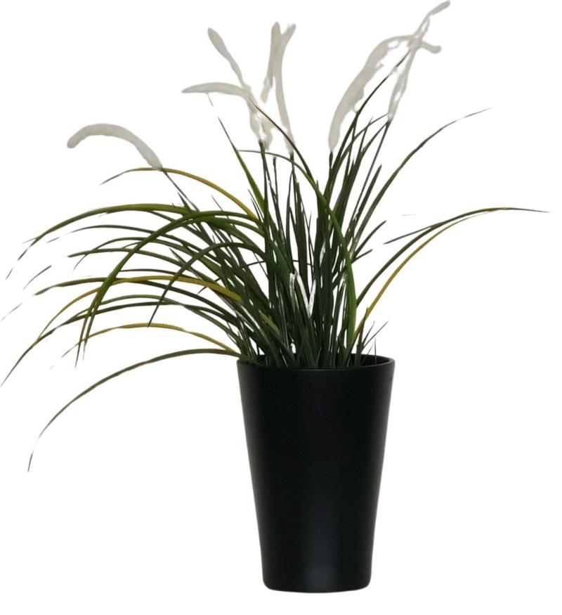 Table Plant