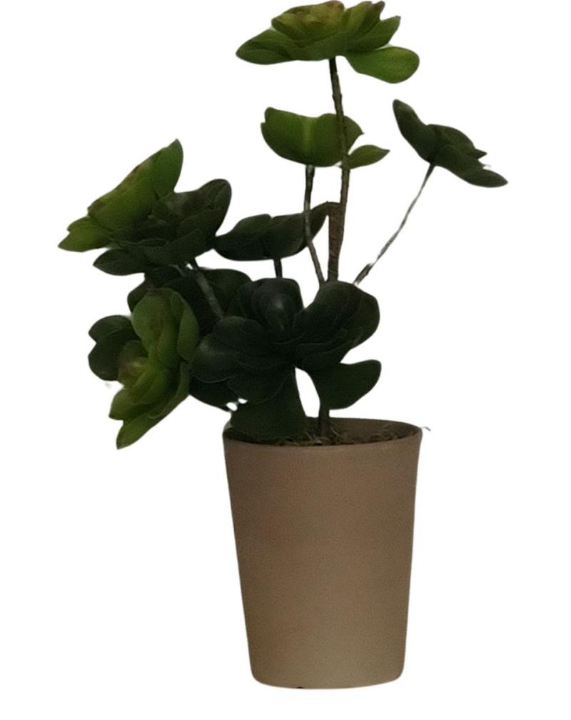 Table Plant