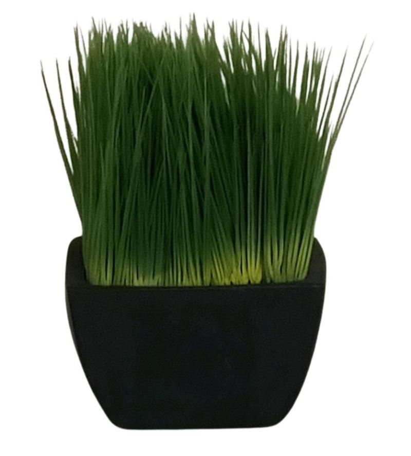 Grass Plant