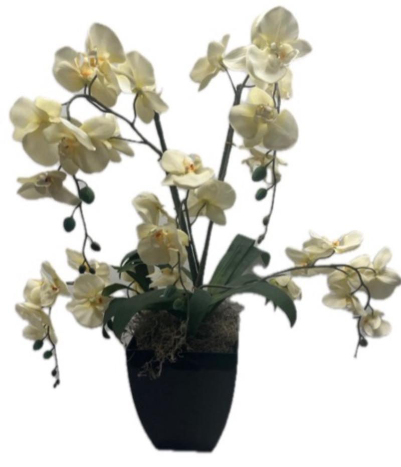 Large Orchids In Pot 