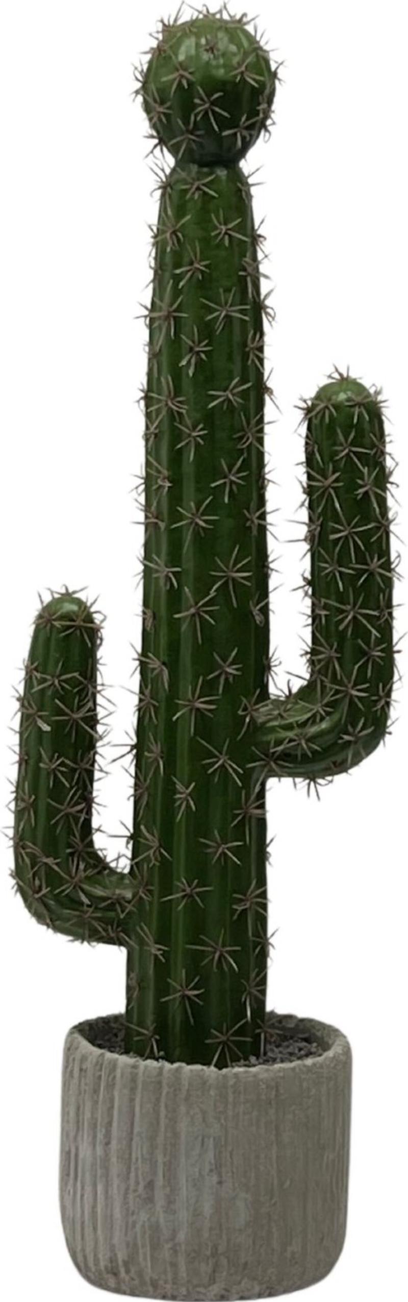 Potted Cactus