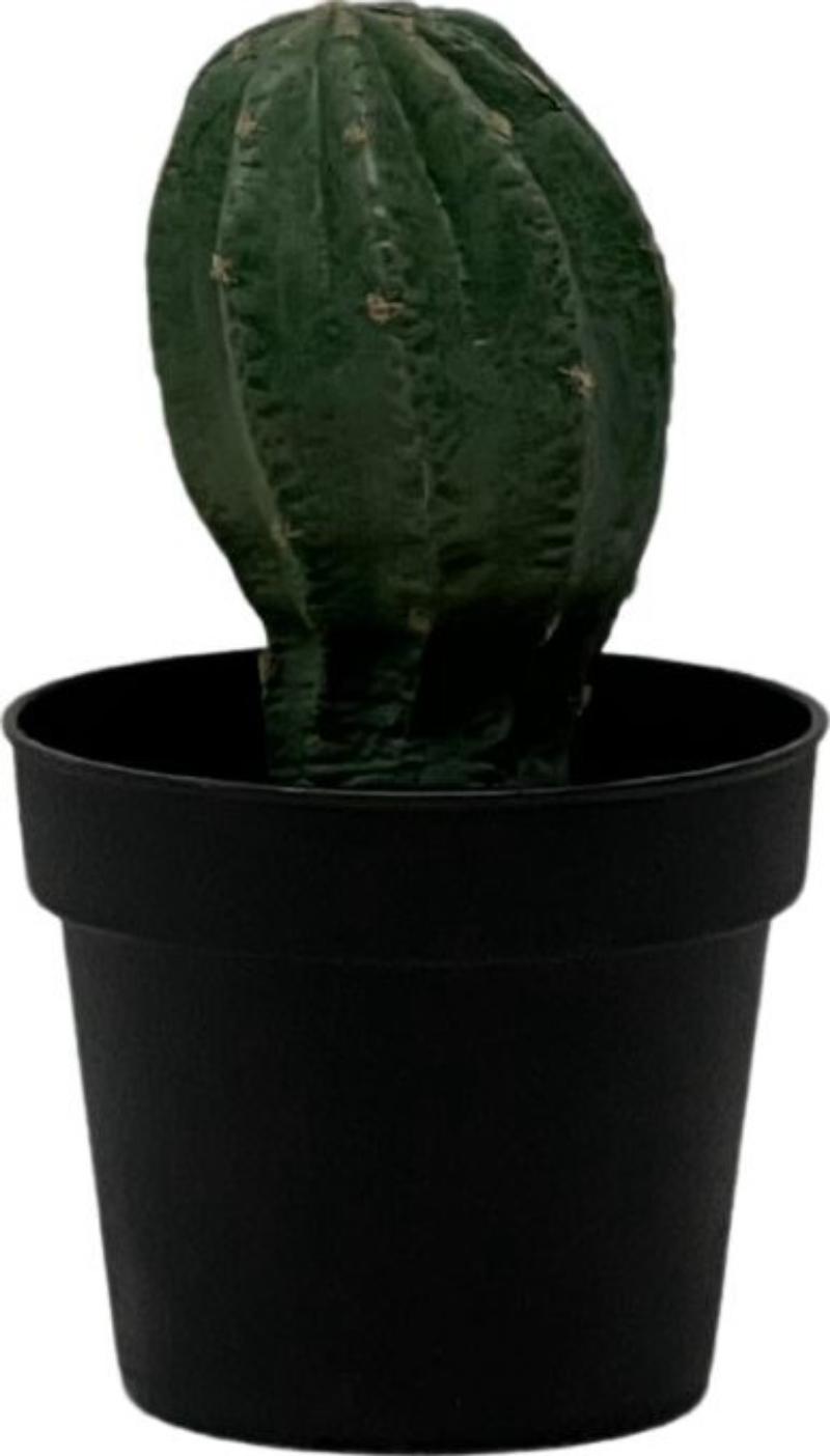 Small Potted Cactus