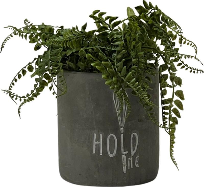 Fern Potted Plant