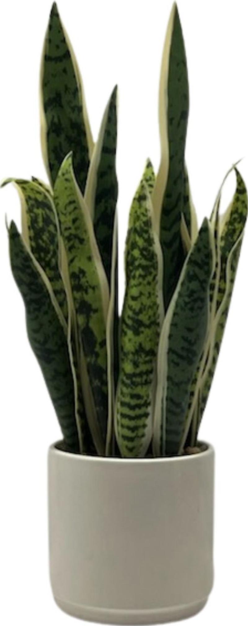 Snake Plant