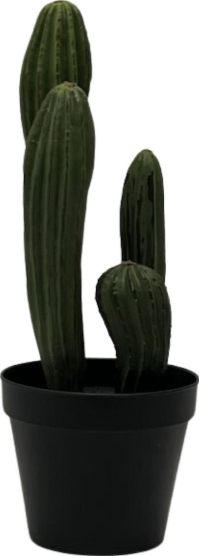 Potted Cactus