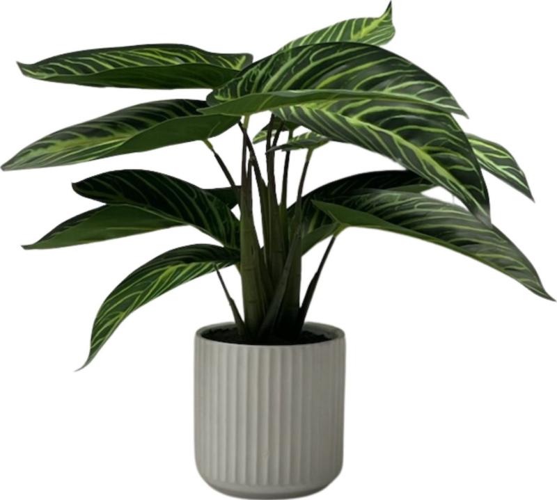 Potted Plant