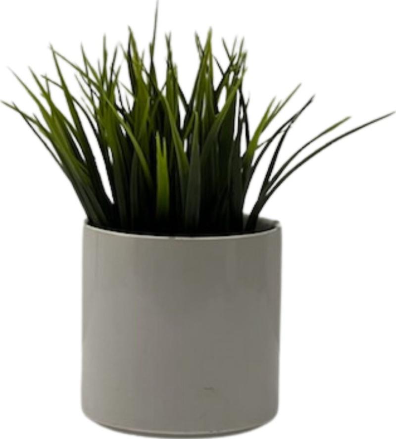 Grass Potted Plant