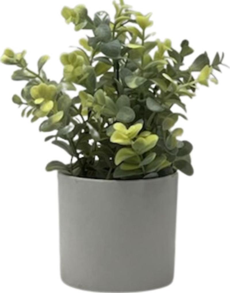 Small Potted Plant