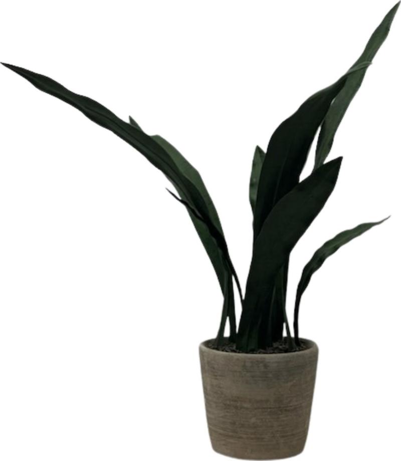 Snake Plant