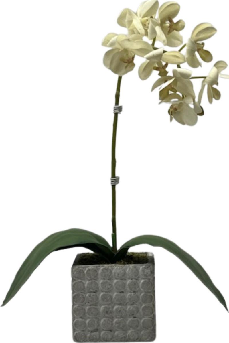 Orchid Plant