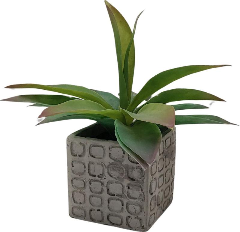 Plant In Square Vase