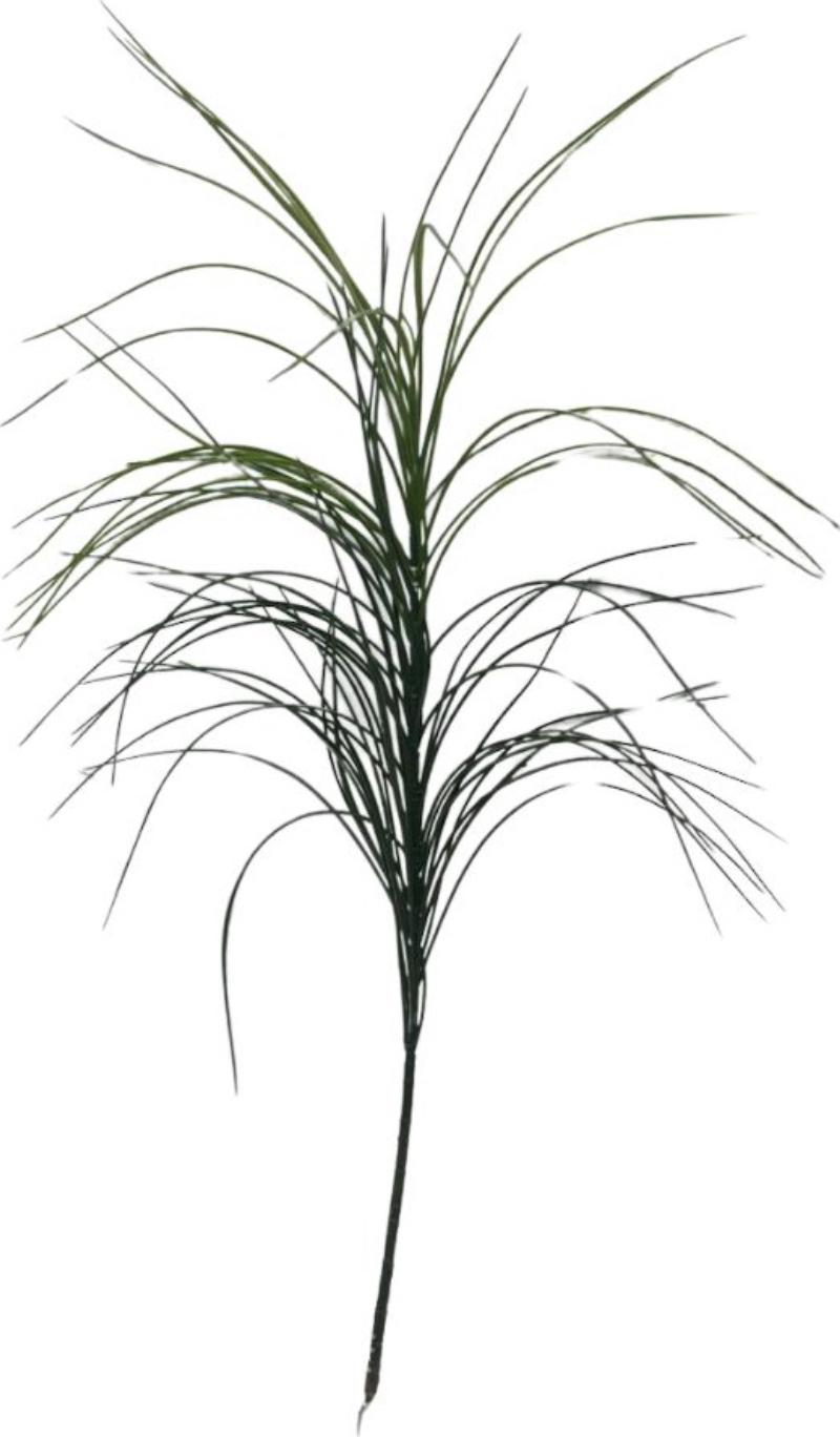 Plant Stem