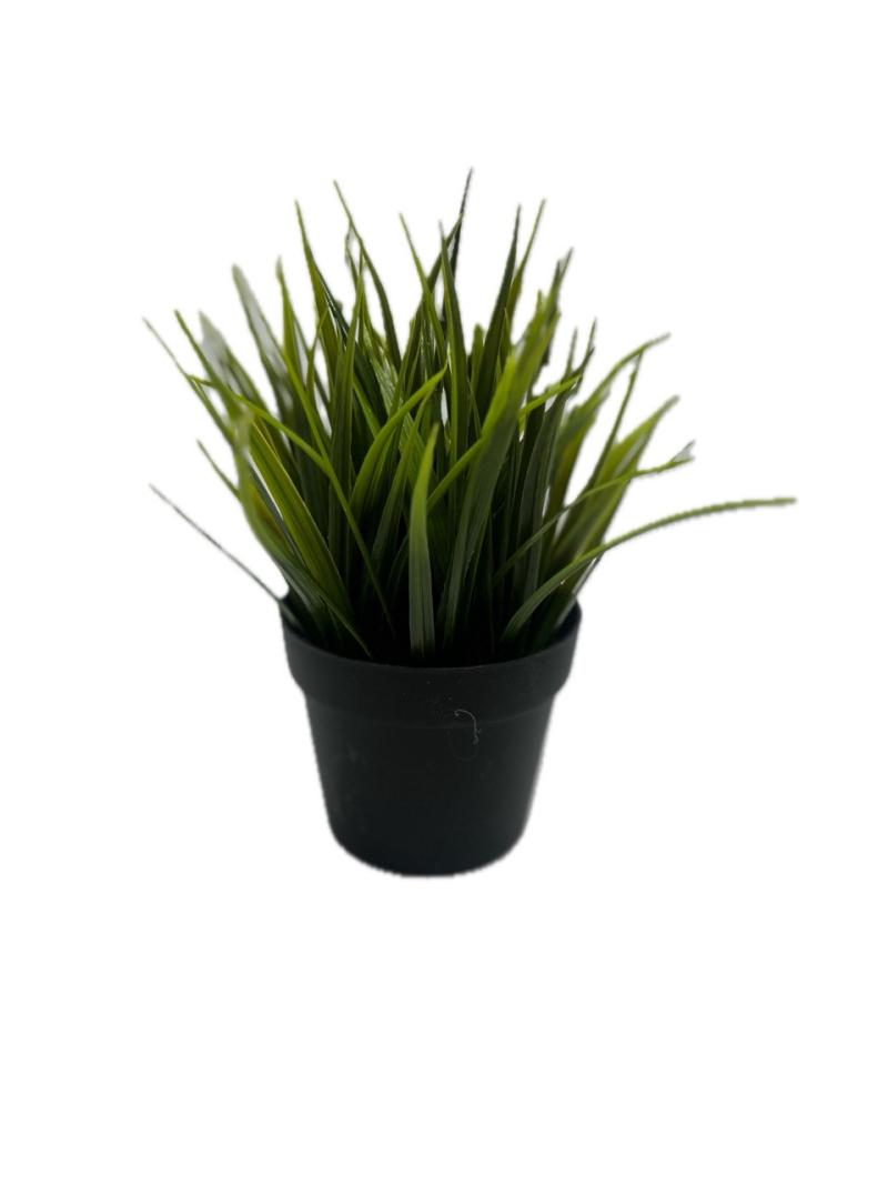 Grass Plant