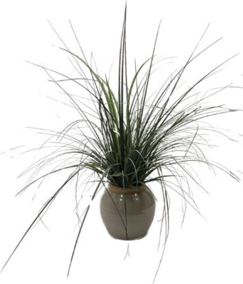 Grass Potted Plant