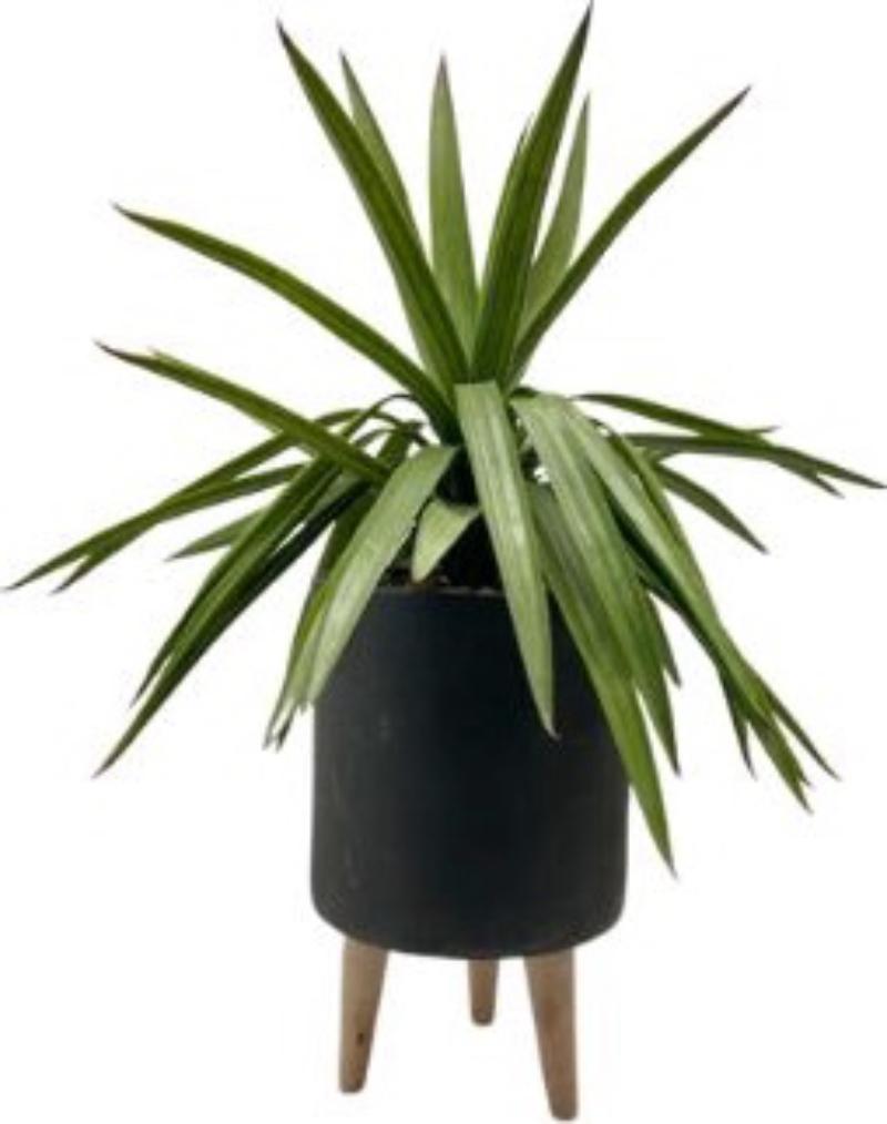 Potted Plant