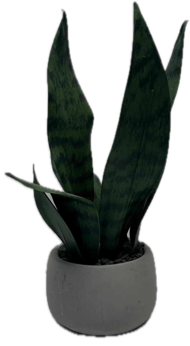 Snake Plant