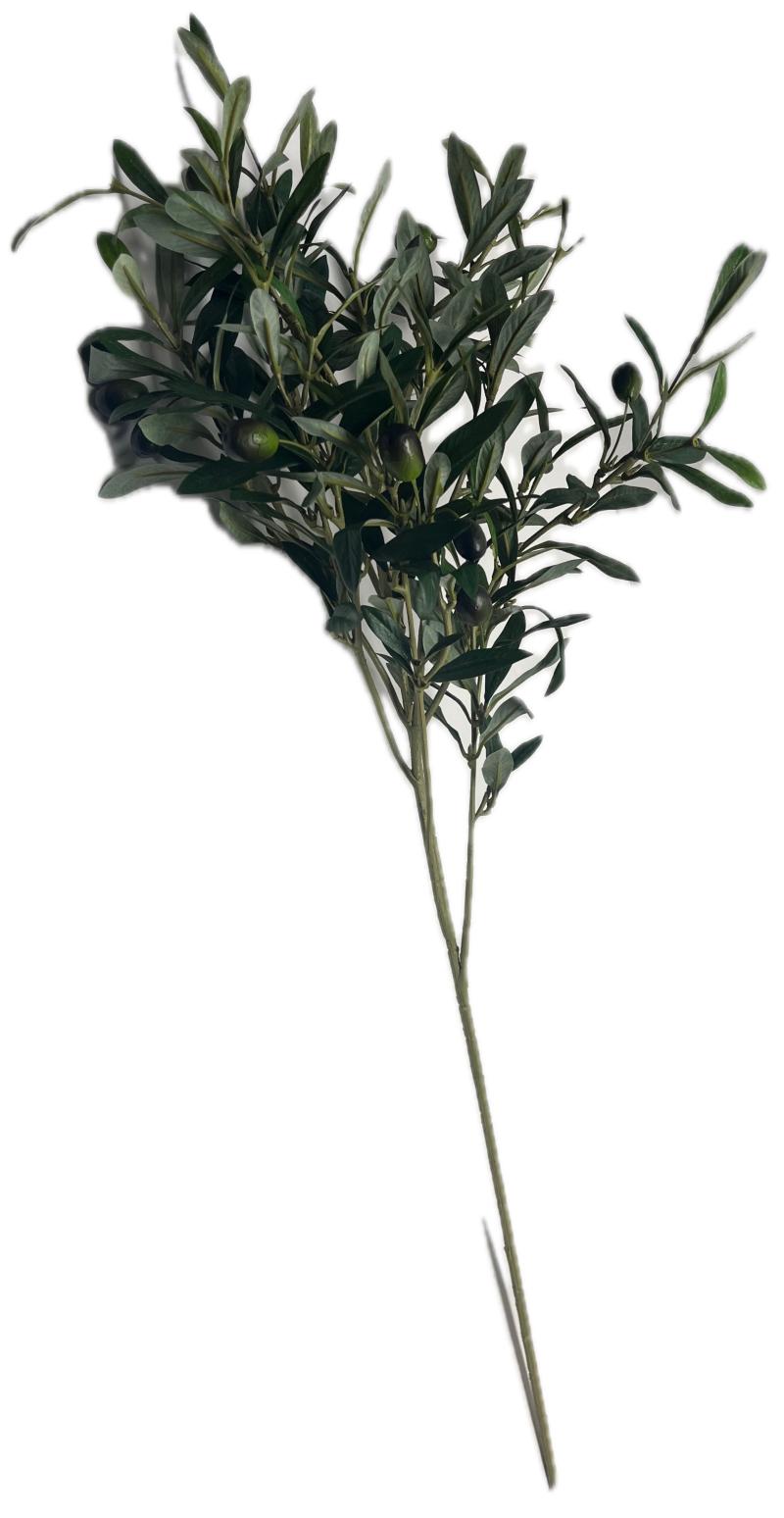 Olive Tree Branch