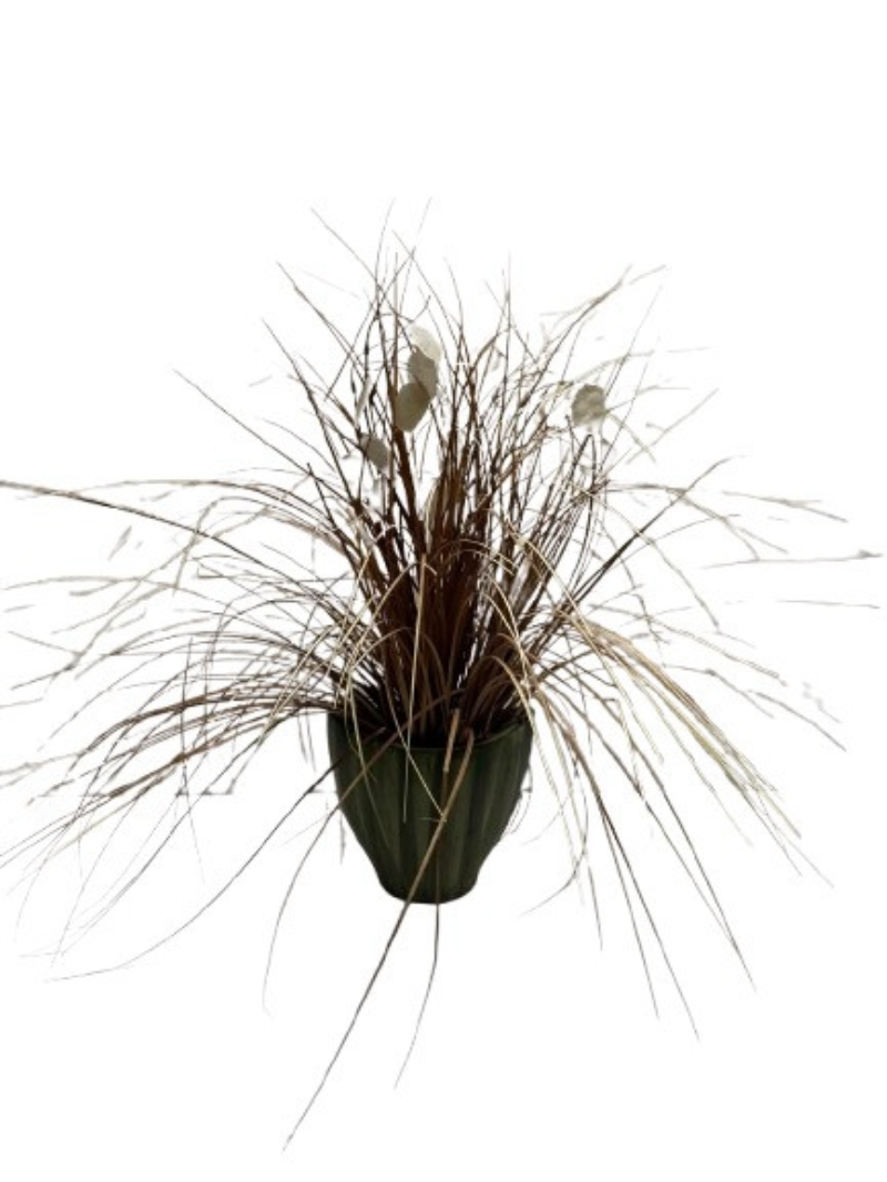 Grass Plant