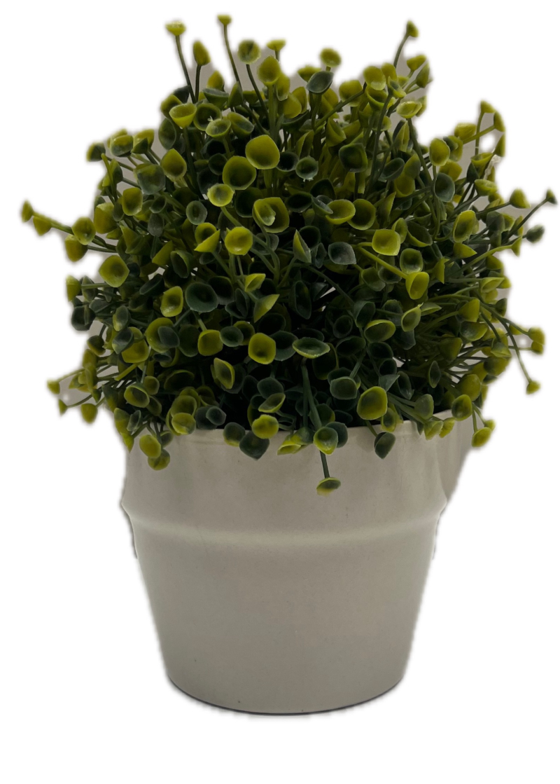 Tiny Round Leaves In Pot