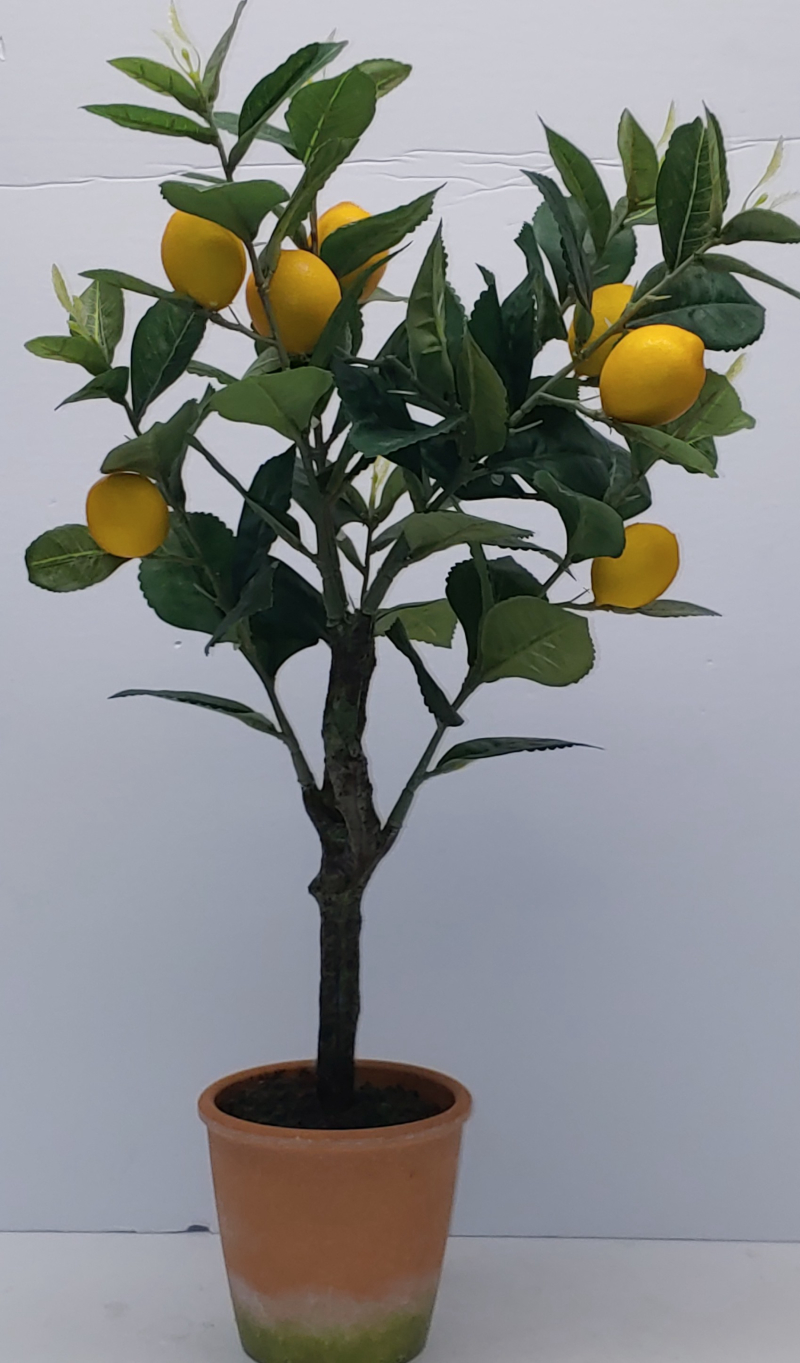 Lemon Tree