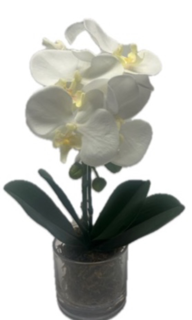 Orchid In Short Glass