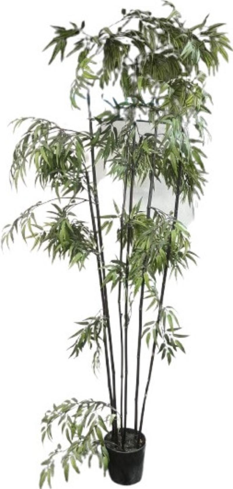 Bamboo