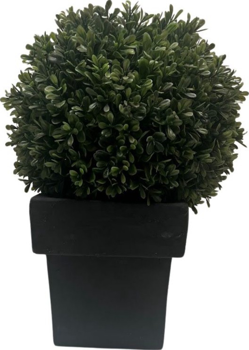Boxwood Plant In Vase