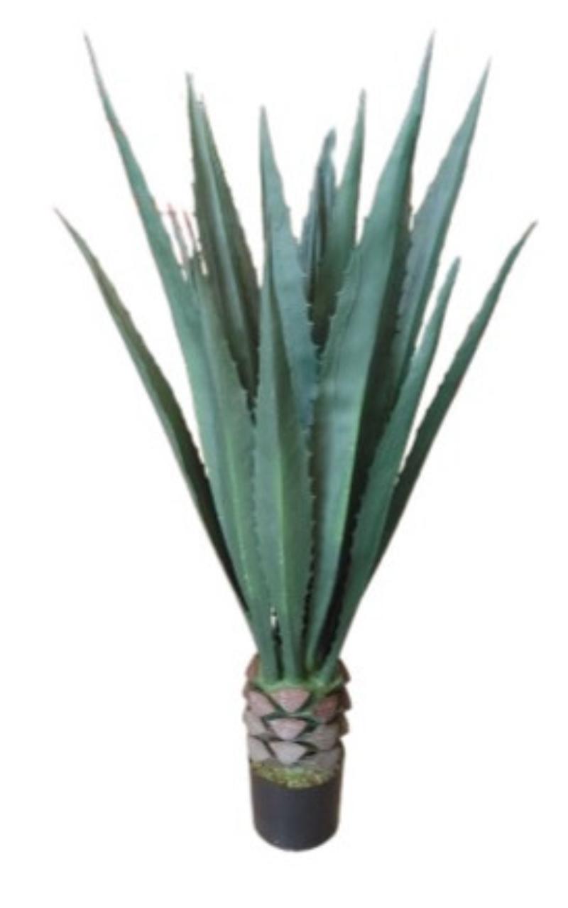 Giant Agave