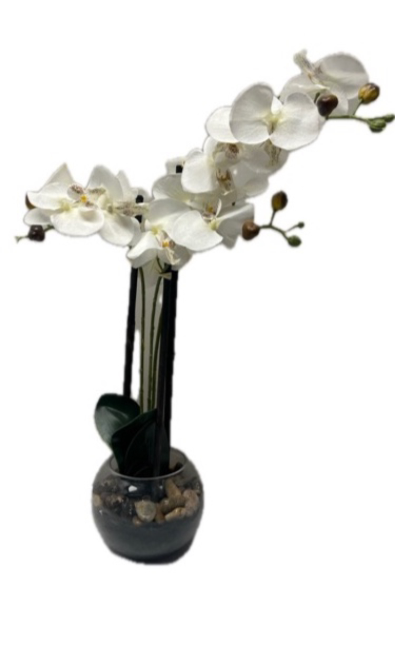 Orchid In Glass Bowl