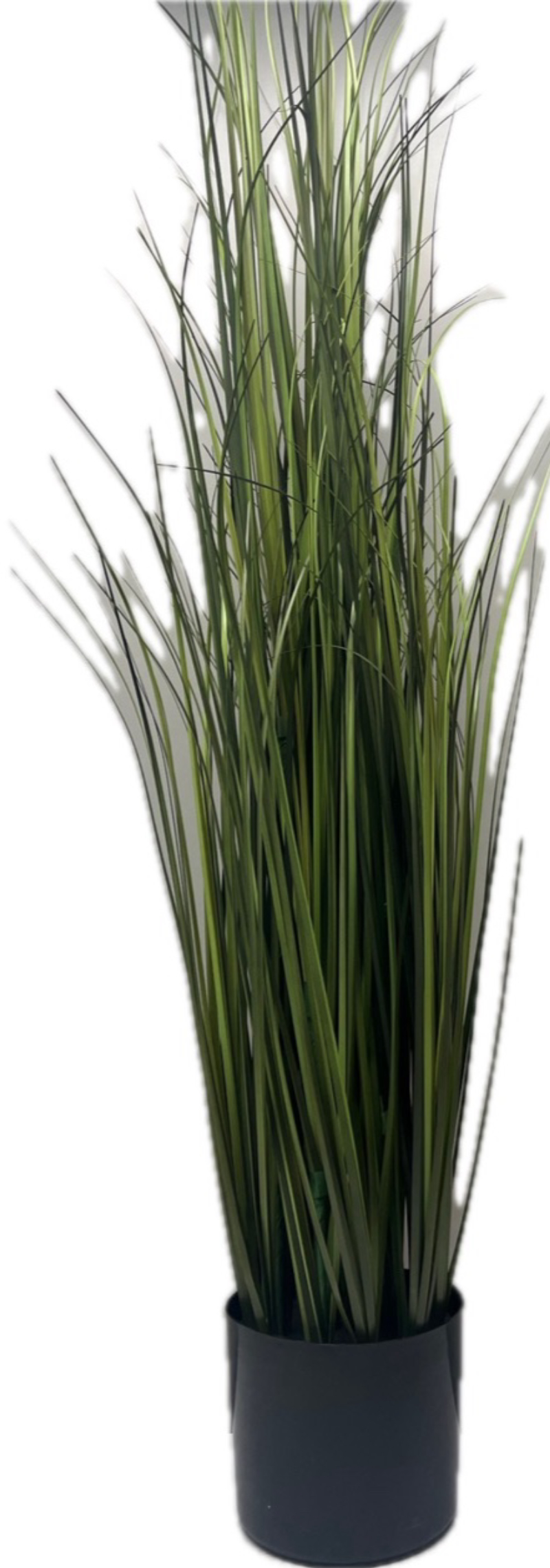 Tall Grass