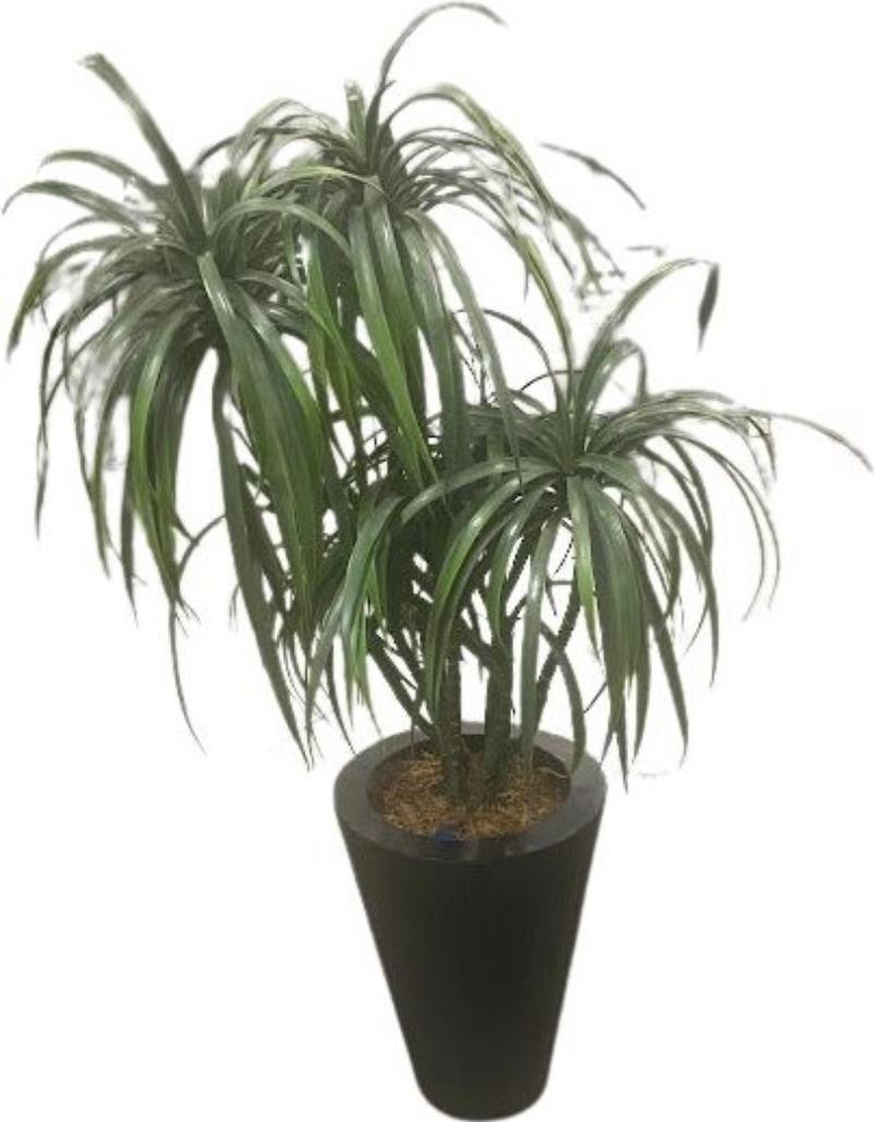 Plant In Black Vase