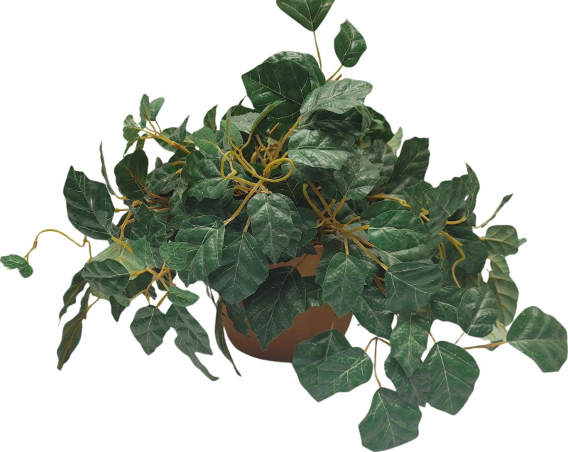 Plant In Terracotta Vase