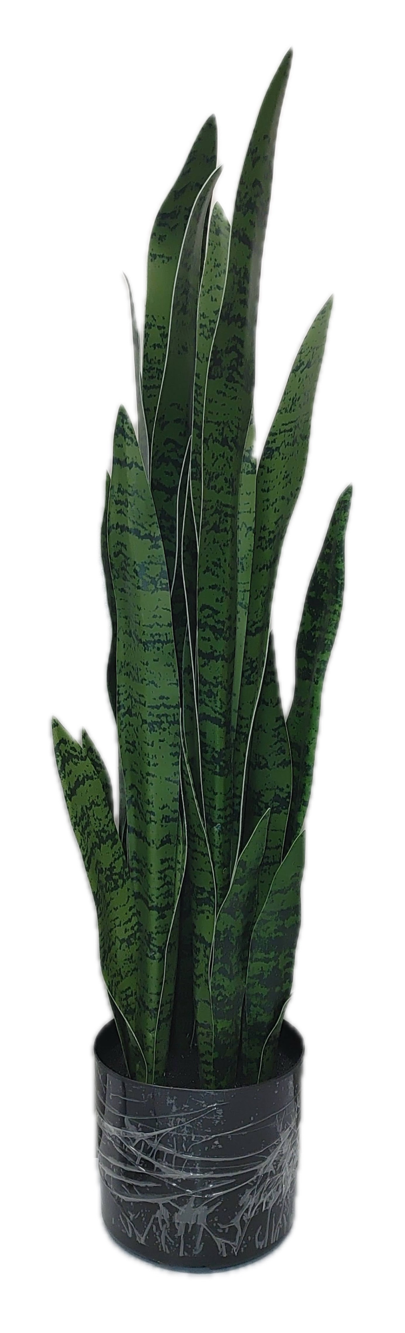 Sansevieria Plant