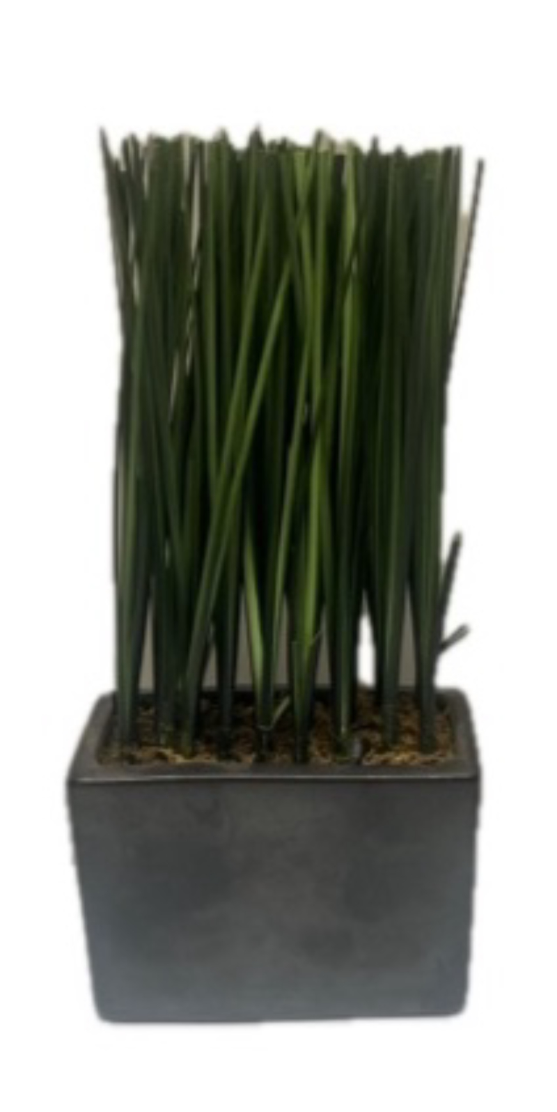 Grass In Rectangle Pot