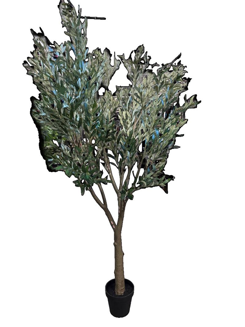 Big Olive Tree