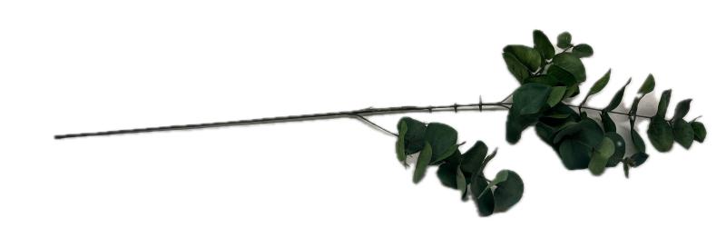 Eucalyptus Stem
