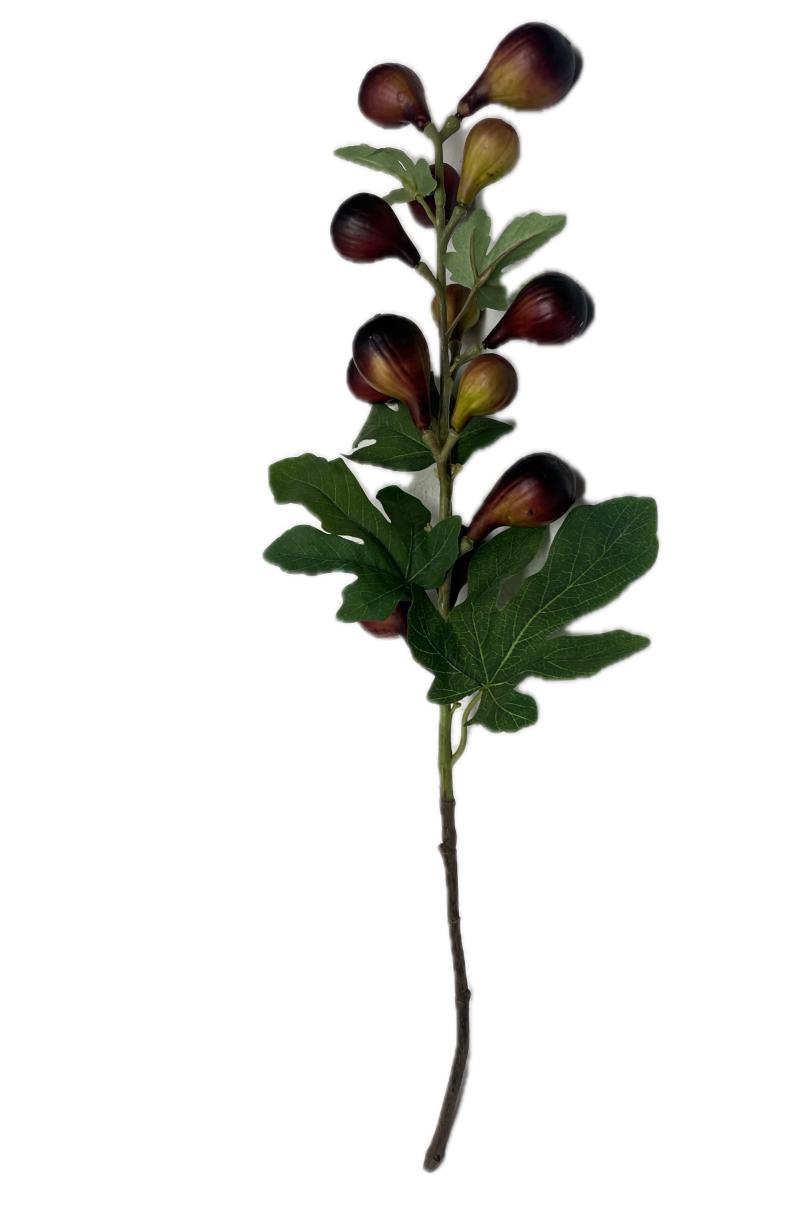 Fig Branch Stem